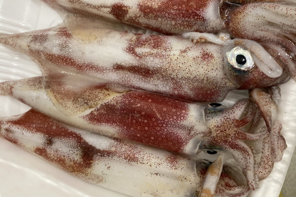 Frozen raw spear squid